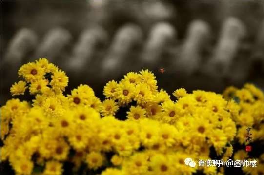 秋花更比春花炫 说说秋天的那些花儿 知乎