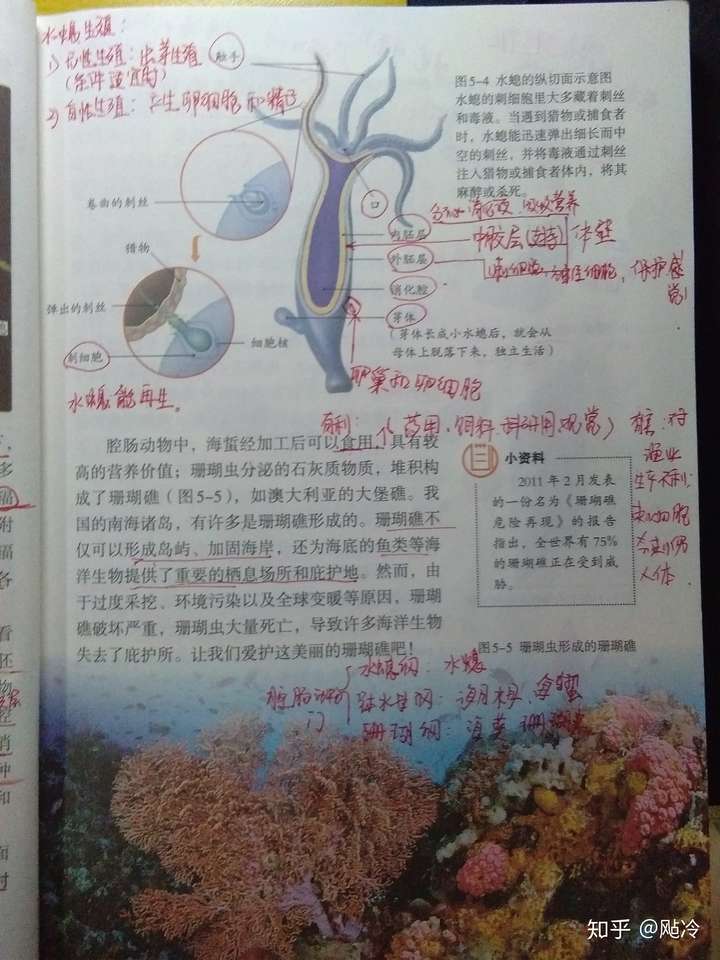 腔肠动物呼吸方式图片