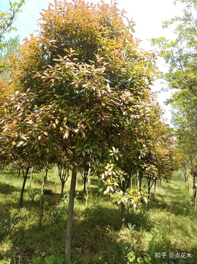 干貨分享（紅葉石楠球栽植注意事項(xiàng)）紅葉石楠球好活嗎，紅葉石楠球的介紹與修剪技術(shù)，日母豬，