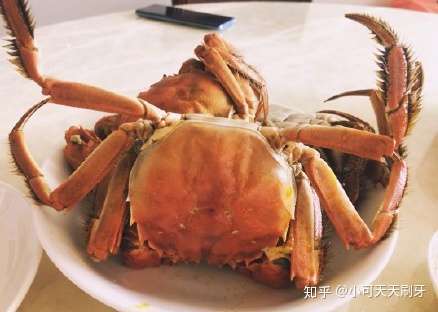 没有一只蟹能活着爬出上海 知乎