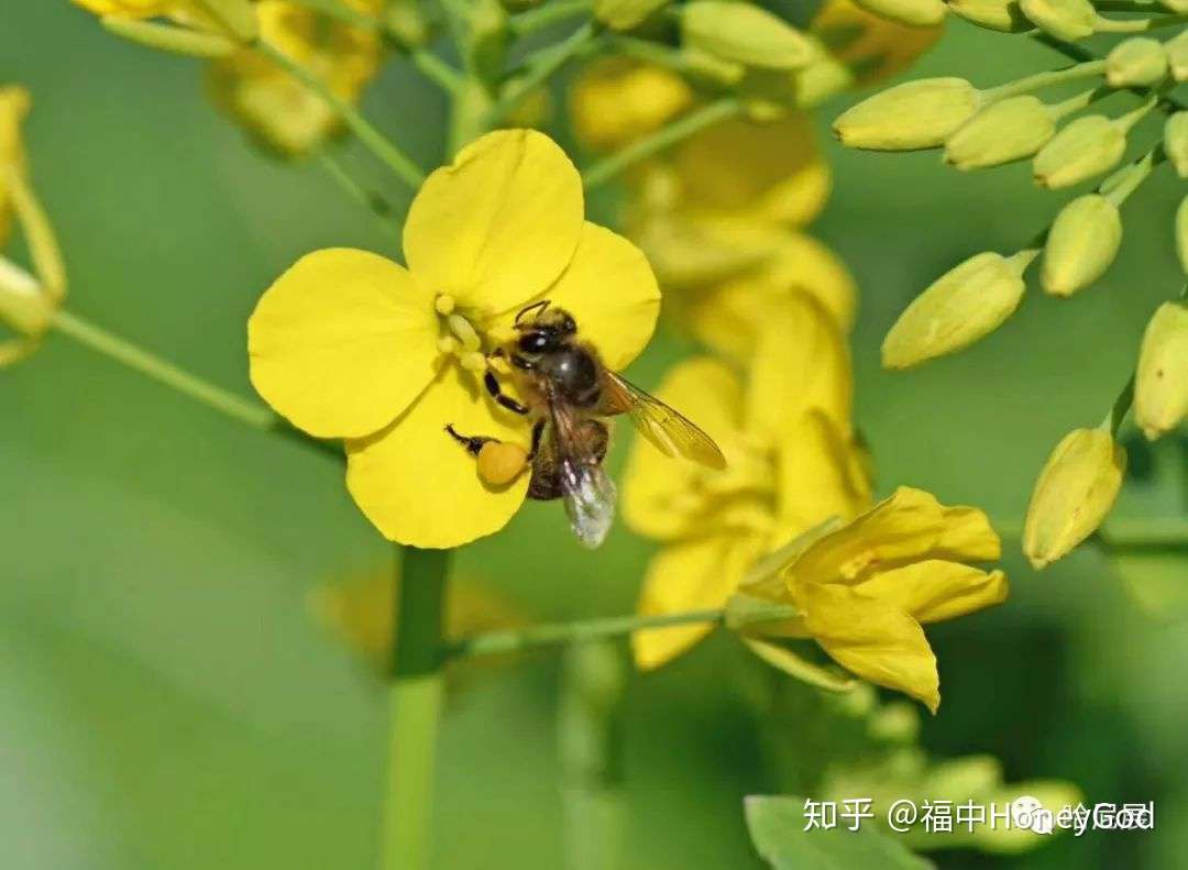 最被忽视的健康佳品 天然维生素之王 蜂花粉 花粉功效全面详细介绍 知乎