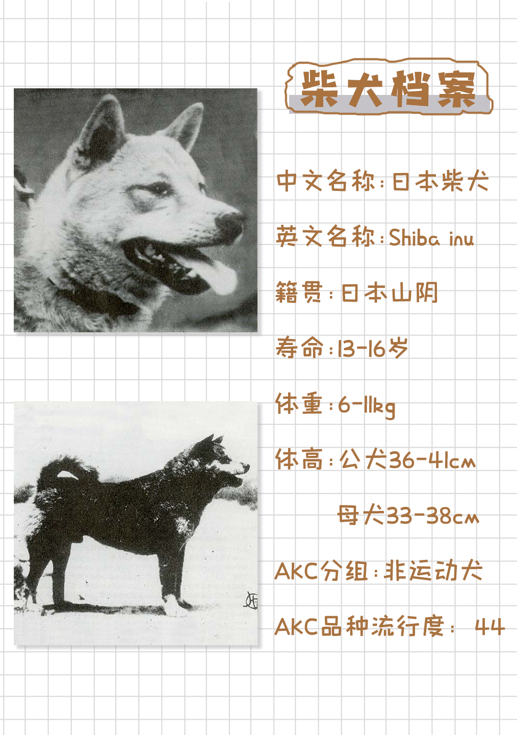 柴犬的前世今生 知乎