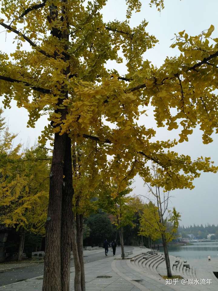 长沙烈士公园的银杏树黄了吗?