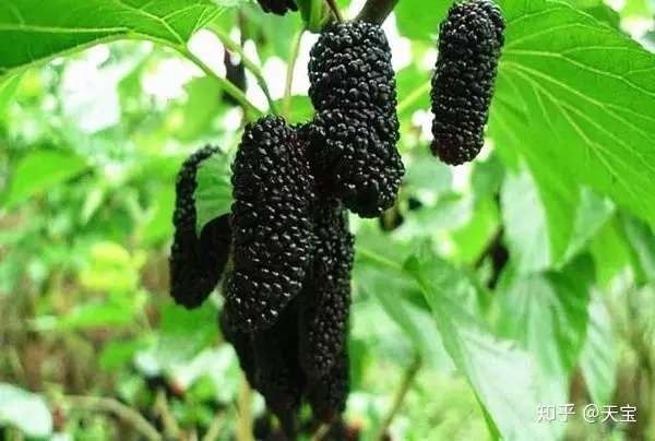 又大又甜的桑葚丰产种植技术 知乎 又大又甜的桑葚丰产种植技术 知乎
