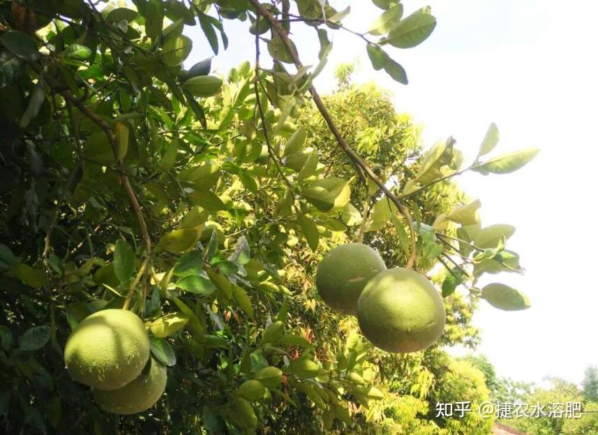 柚子保花保果最佳方法 柚子保花保果打什么药 知乎