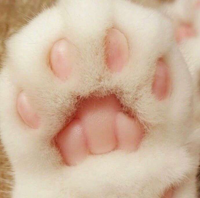 有哪些好看的猫咪壁纸或头像?