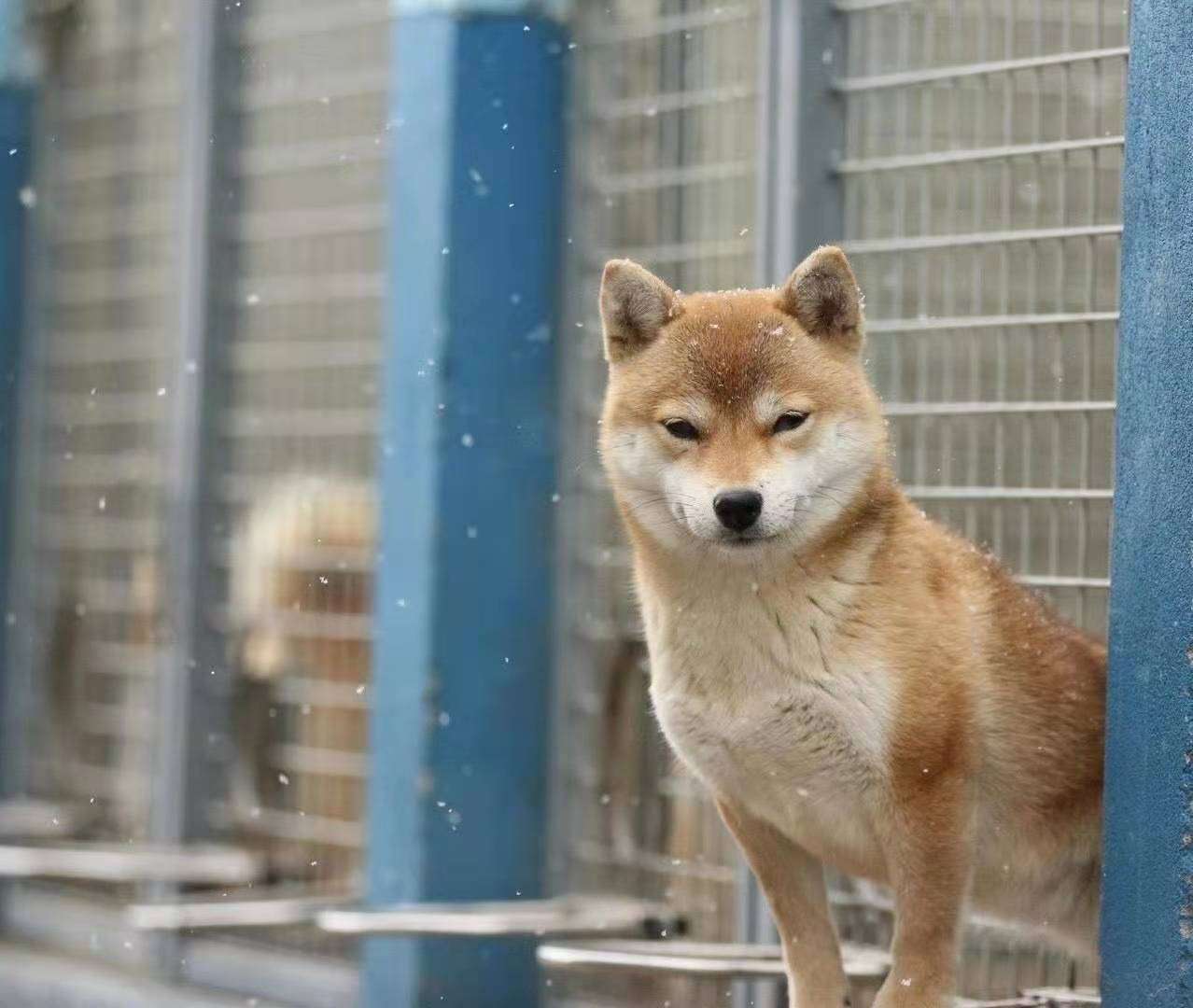 柴犬一共有多少种 价格都不一样吗 知乎