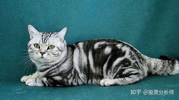 如何区分虎斑猫和狸花猫 知乎