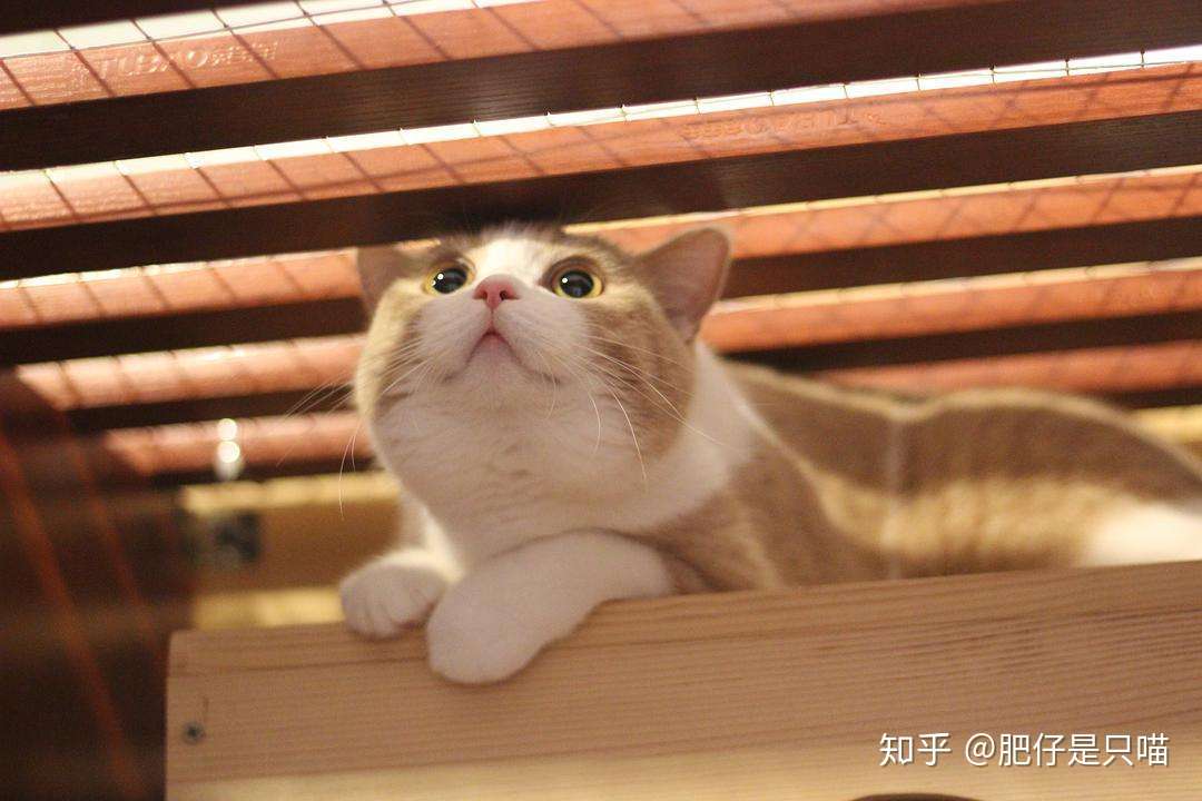 猫咪膀胱炎，尿频，排尿困难怎么办？ - 知乎