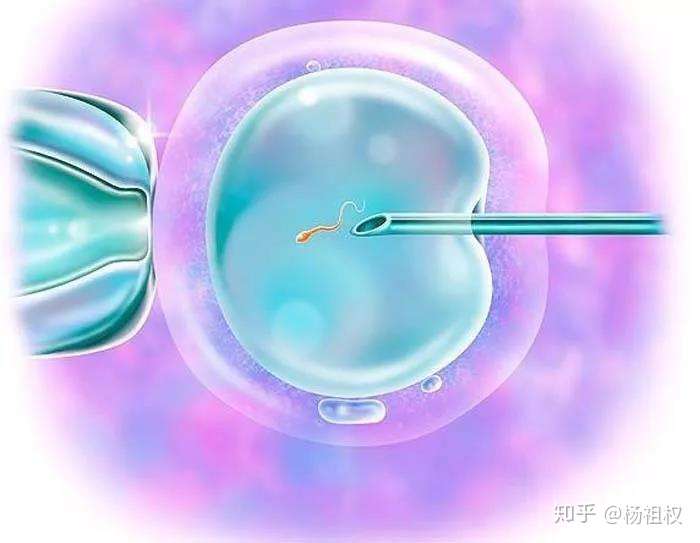 三代试管步骤（新生NewBorn:试管婴儿中什么样的胚胎是优质胚胎）