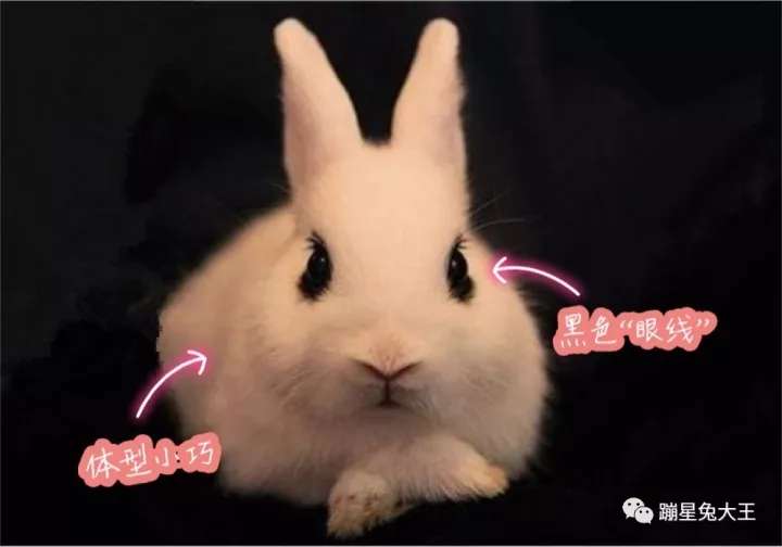 萌叽叽 7种热门宠物兔类型介绍 知乎