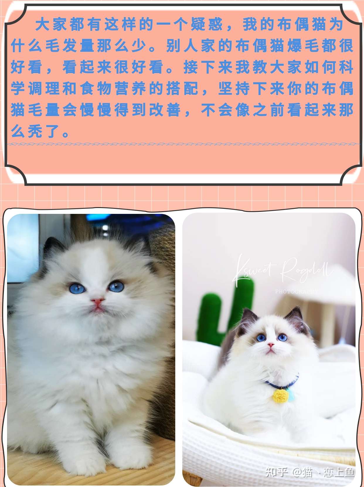 为什么我的布偶猫毛量那么少 知乎