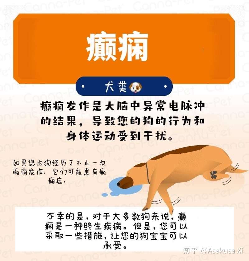 犬癫痫的诊断与治疗 知乎