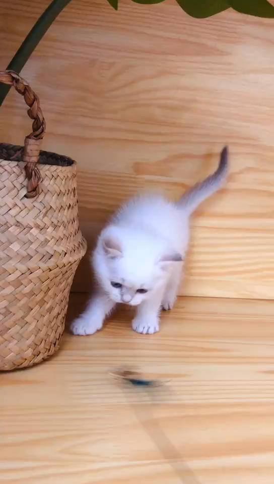 猫舍说是英短金点,爪子是粉色的,求鉴定?
