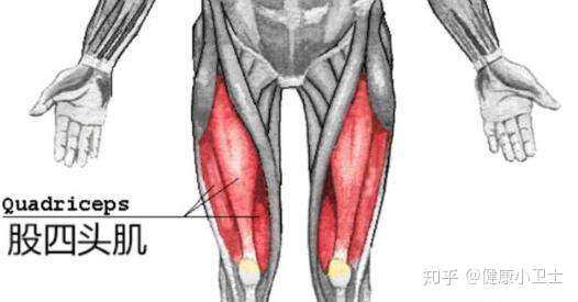 大腿肌肉突然疼痛 可能是什么病 知乎