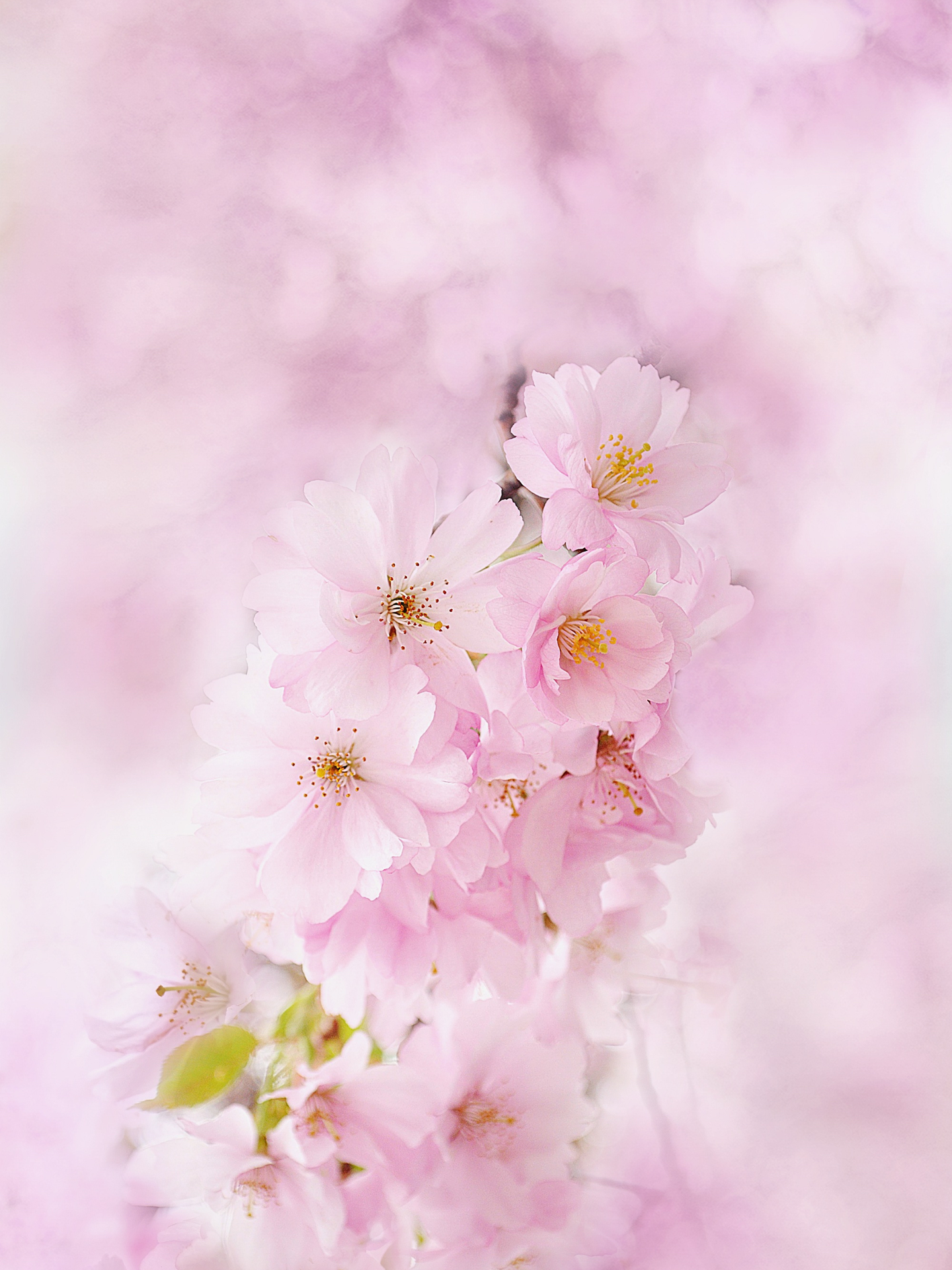 春暖花开 樱花壁纸安排一下 知乎 春暖花开 樱花壁纸安排一下 知乎