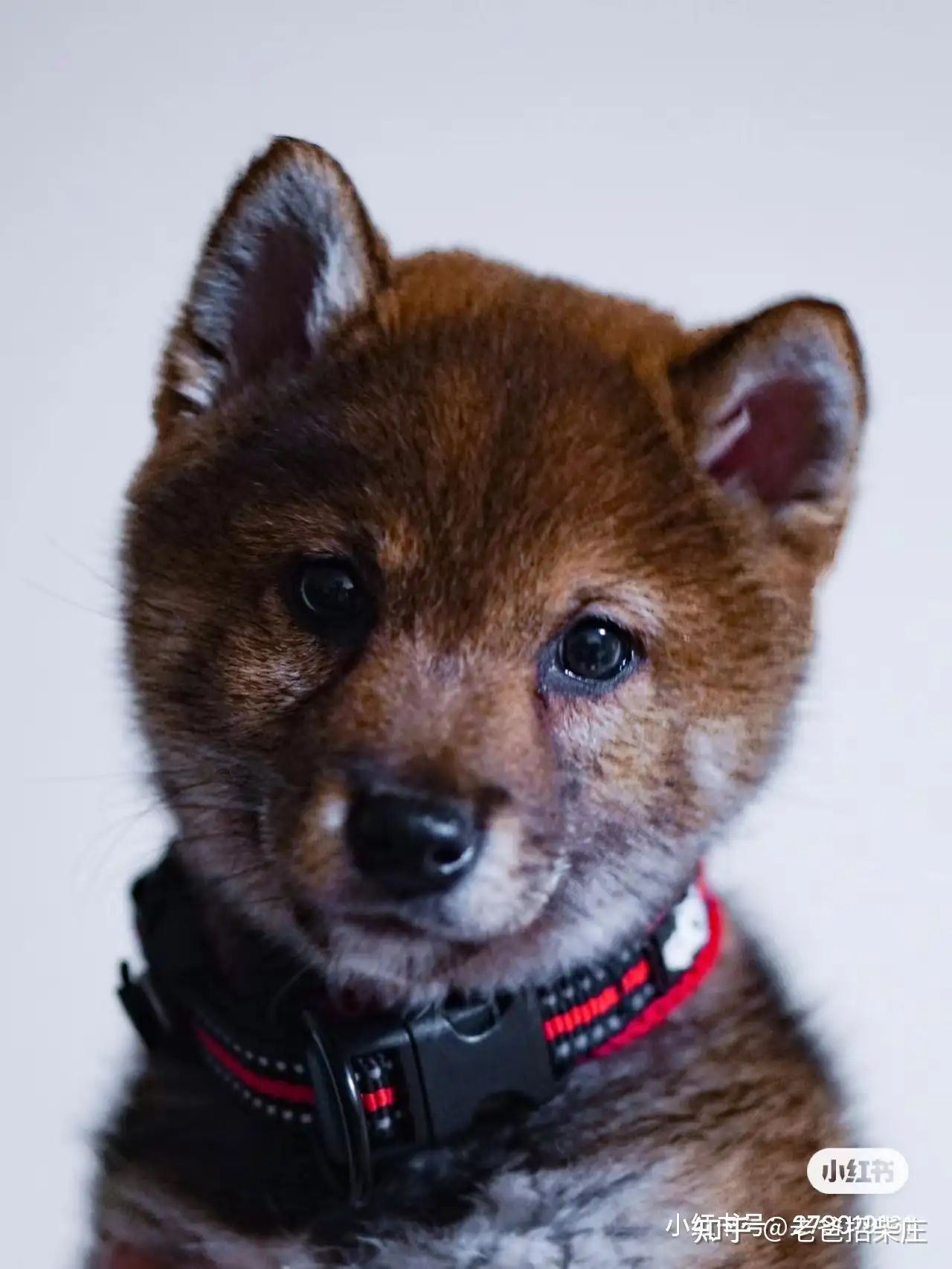 胡麻柴 柴犬中最难繁育的颜色 知乎 胡麻柴 柴犬中最难繁育的颜色 知乎
