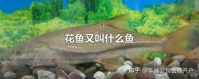 花鱼常用的名称 知乎