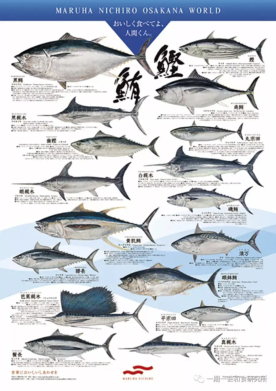 王者的荣耀 金枪鱼 知乎