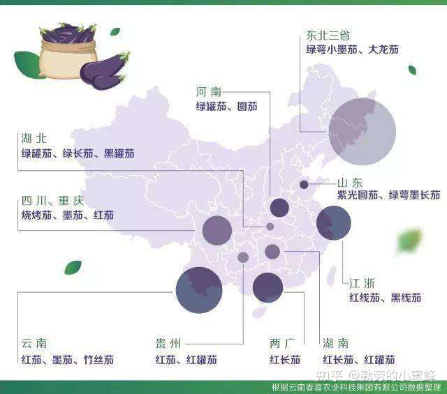我国茄子产业发展前景分析 从昆仑紫瓜到家常菜的千年变化 知乎