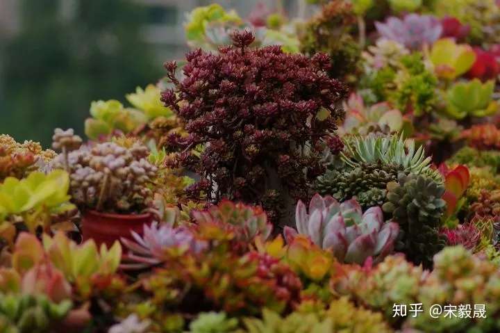 植物大战僵苗 知乎