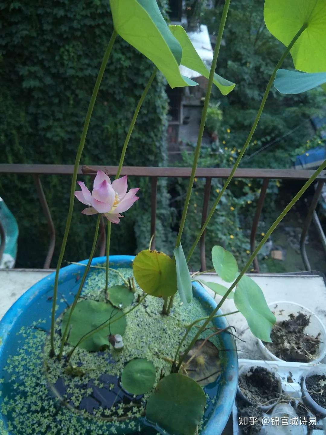 总结整理种植 碗莲 注意事项 知乎