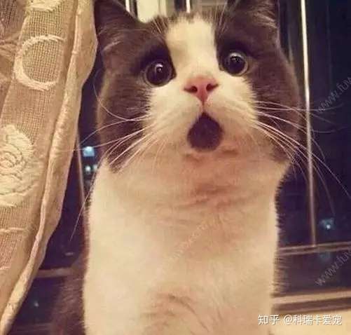猫咪尿血是怎么回事？ - 知乎