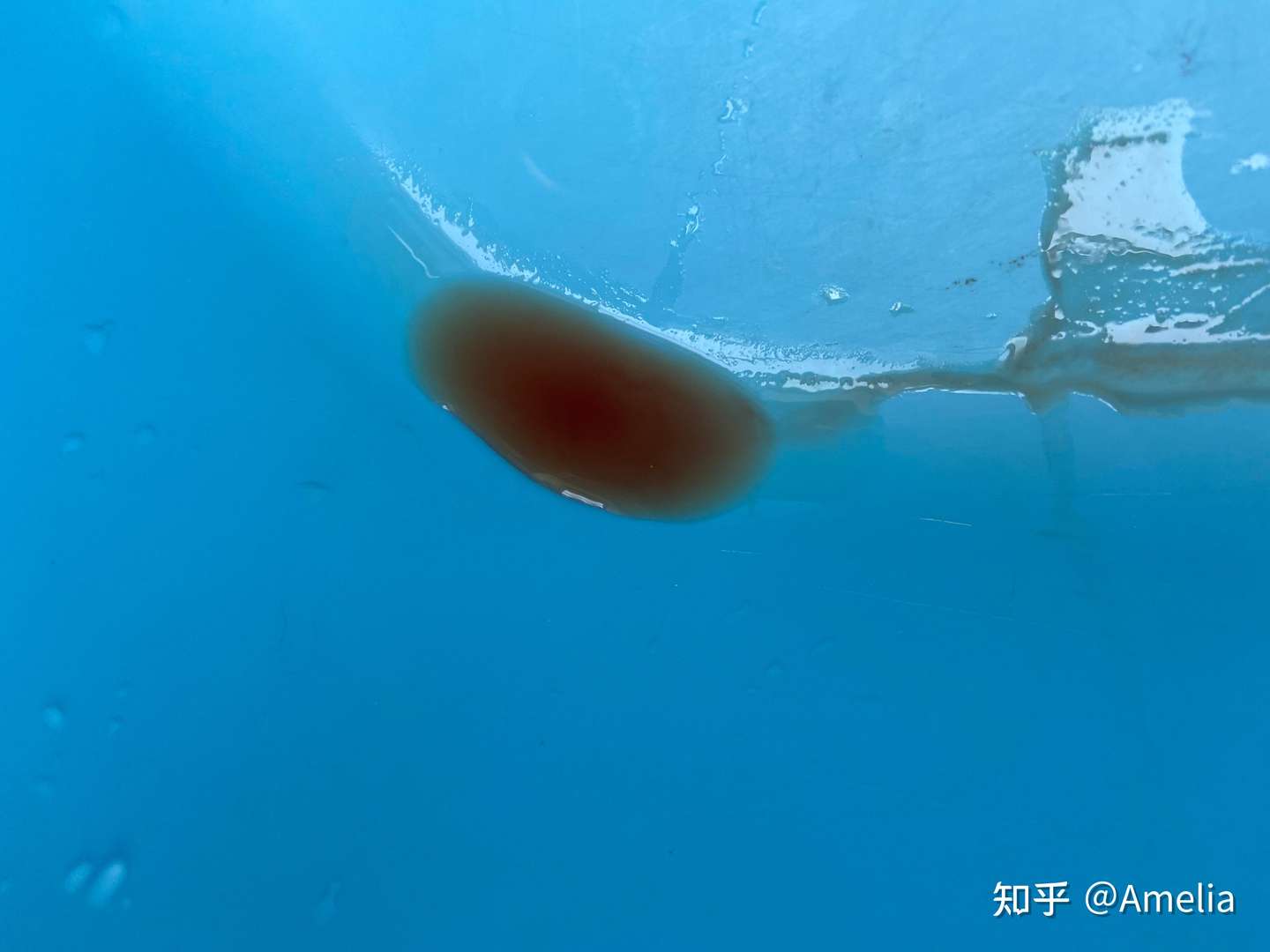 猫咪尿血发现和治疗经过- 知乎