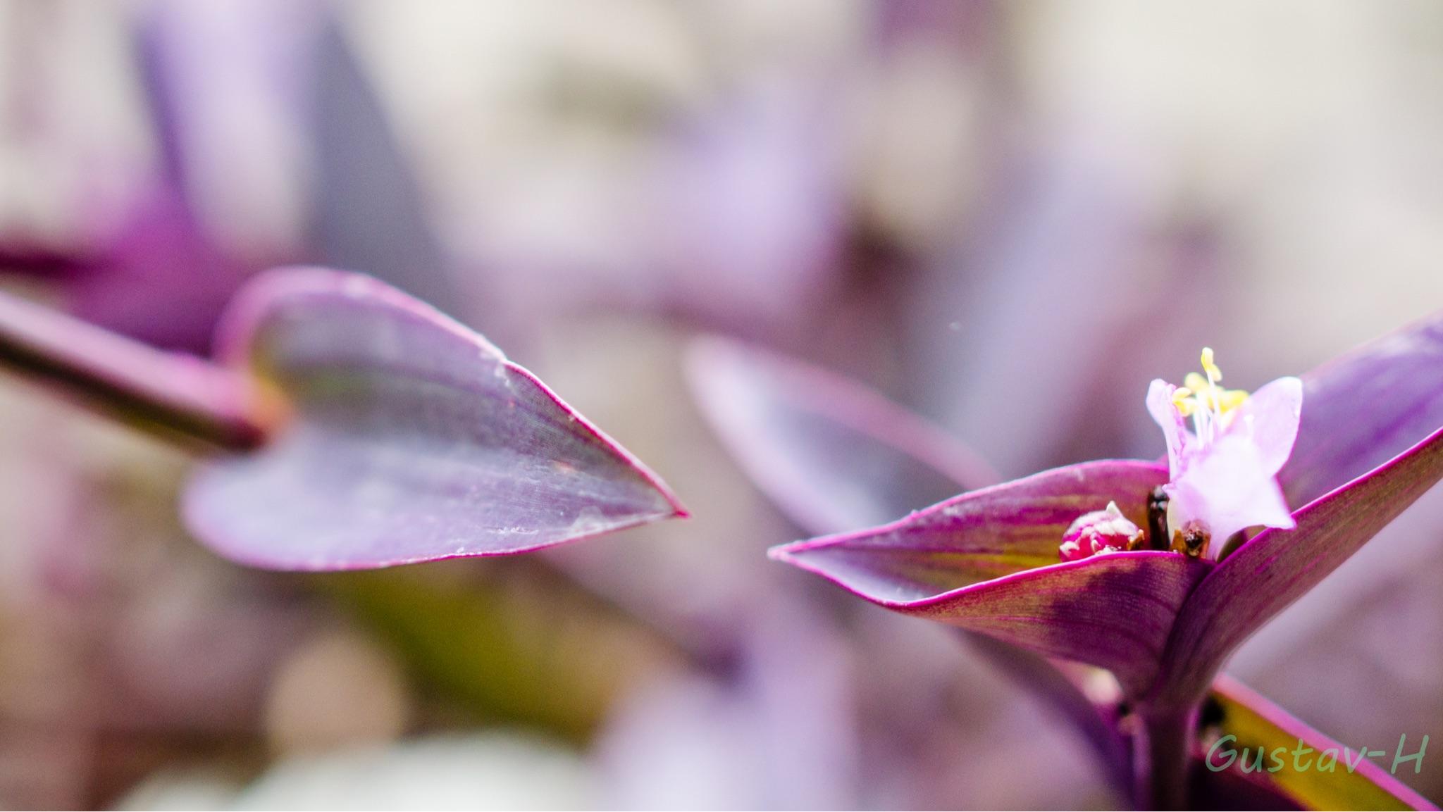 28mm镜头能拍出什么样的照片? - 上官子轩的