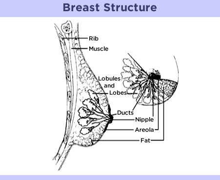 breast 构成图片