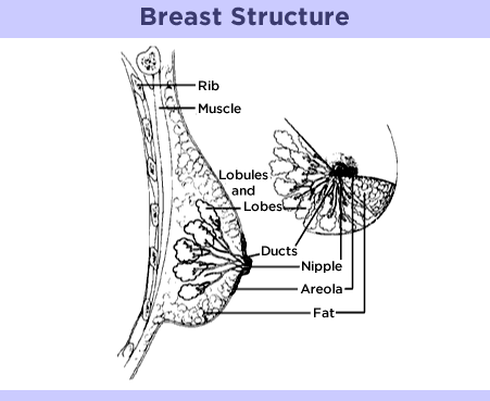 乳房悬韧带在哪个部位图片