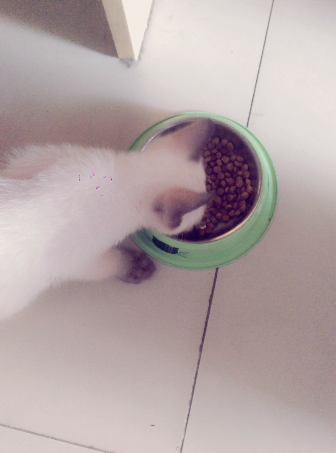 拿回家5天,很着急,去宠物店看了开了消炎药和