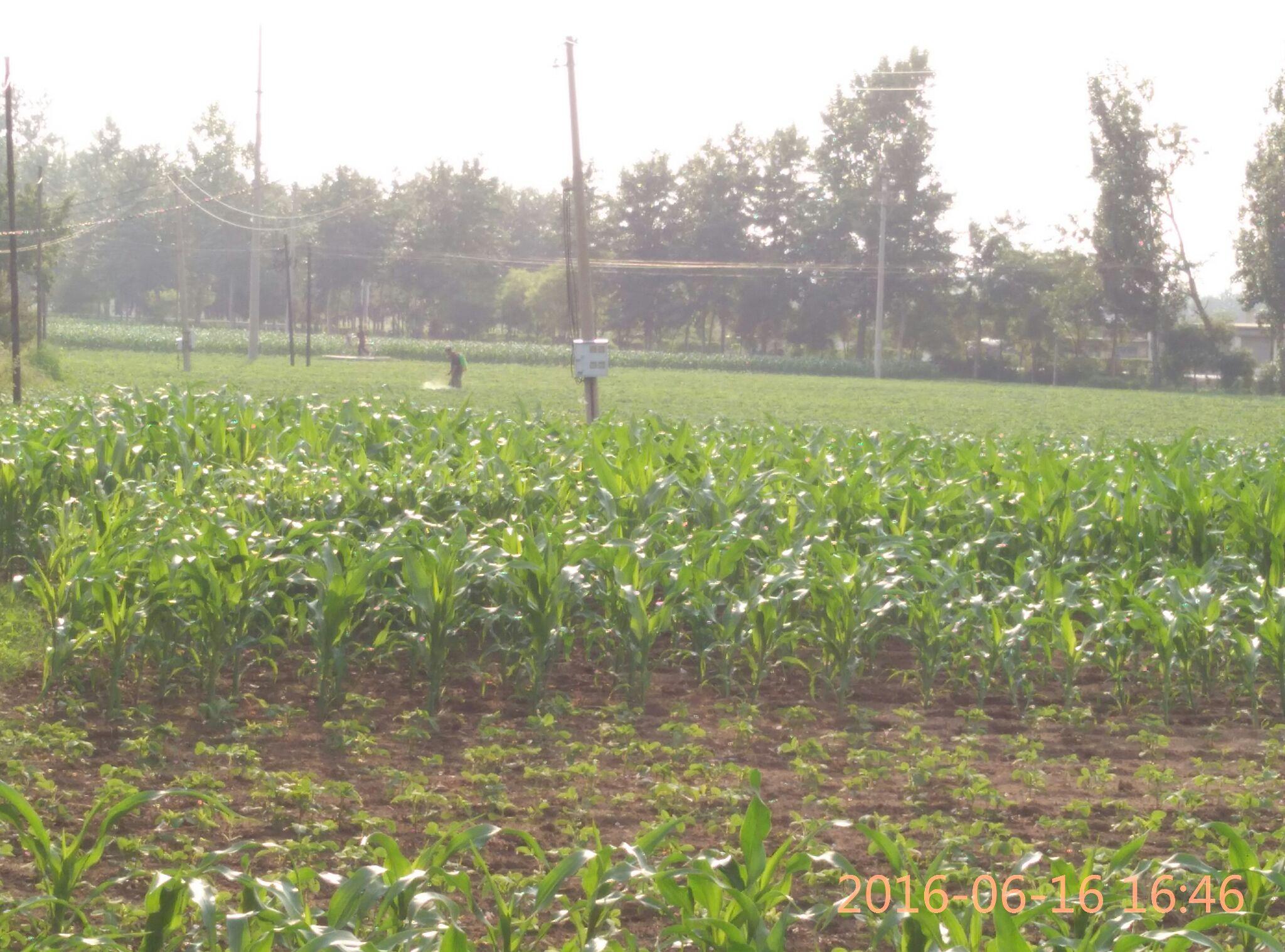 瓜果膨大剂、甜蜜素,对人体有害吗?