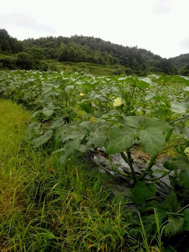 秋葵是什么?有什么用处?