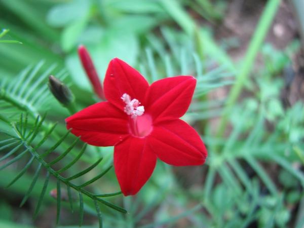 也称槭叶茑萝,花冠五星型,叶子形似爪子,像枫树的叶子,专业术语叫叶
