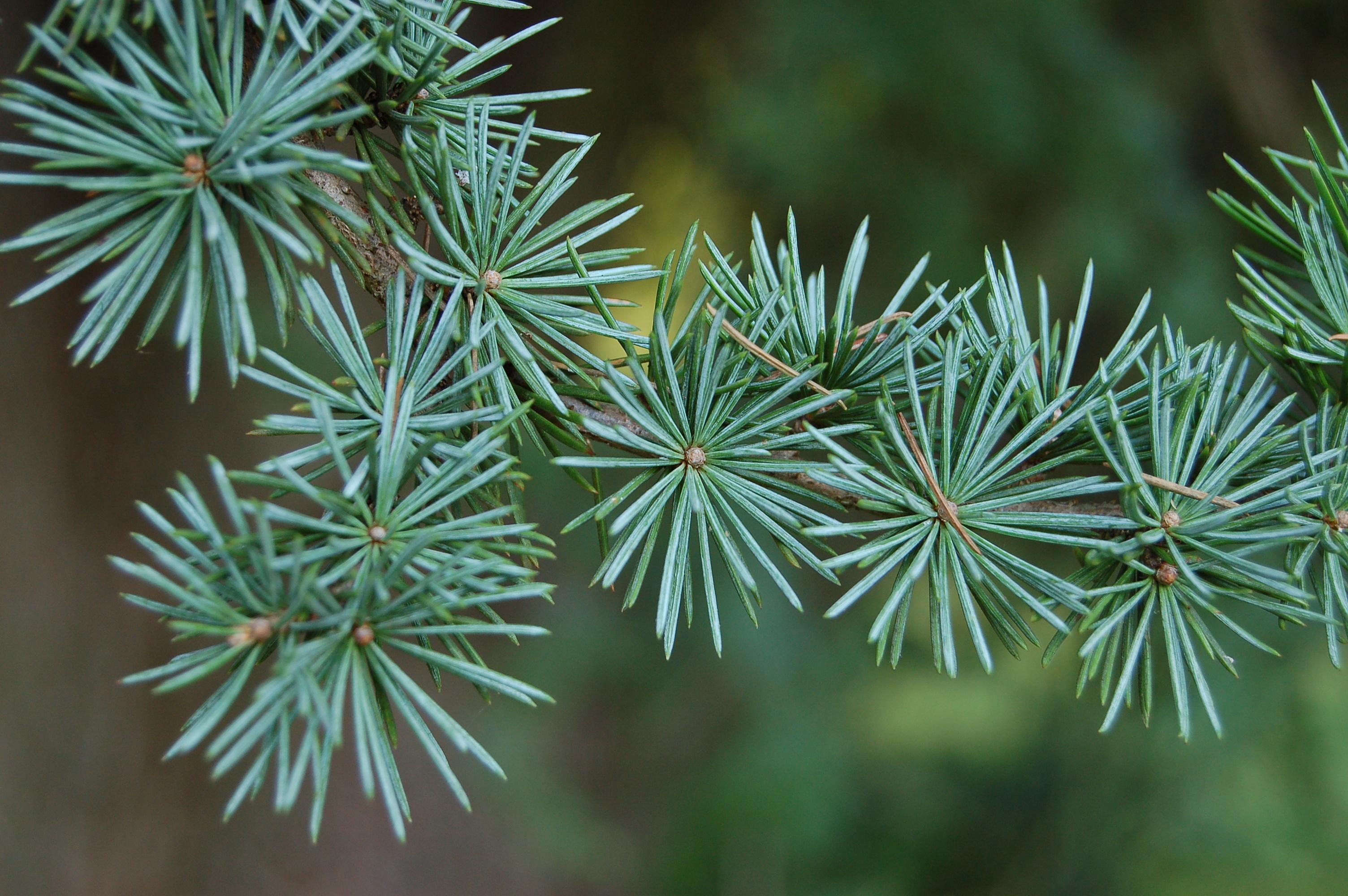 英语里的 fir, aspen, pine, spruce 這幾種樹如何區分,對應哪些中文名? - 知乎
