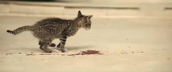 主题是狗的电影好多,有没有一些主题是猫或者