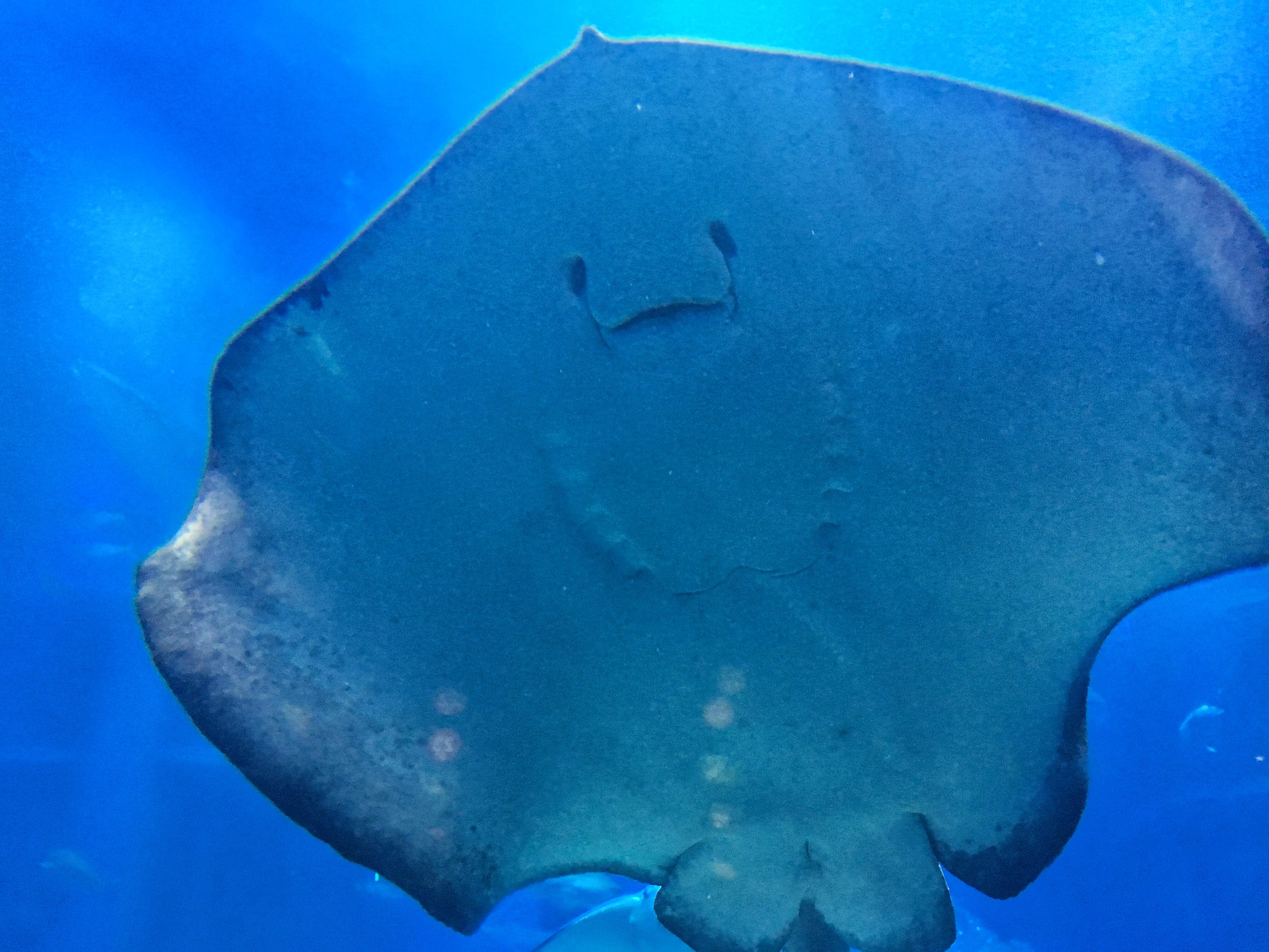 170 trip | 我们帮你体验了亚洲三家海洋馆