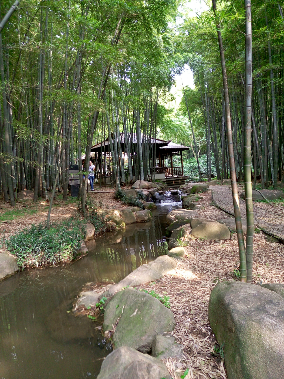 但是景区主路线上人多 其实绕虎丘的路特别美 一张周日的竹林图  显示