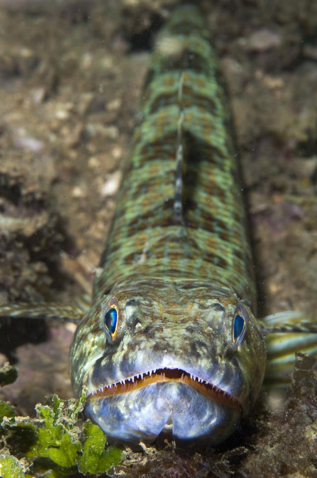 像外太空生物一样的礁石蜥蜴鱼