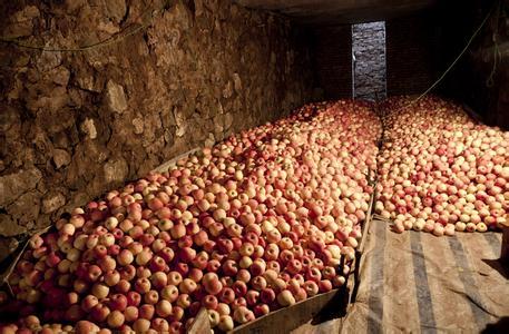 苹果为什么一年四季都有卖?