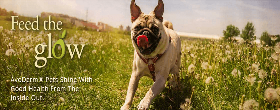 美国牛油果 AvoDerm 狗罐头全系列产品综合评