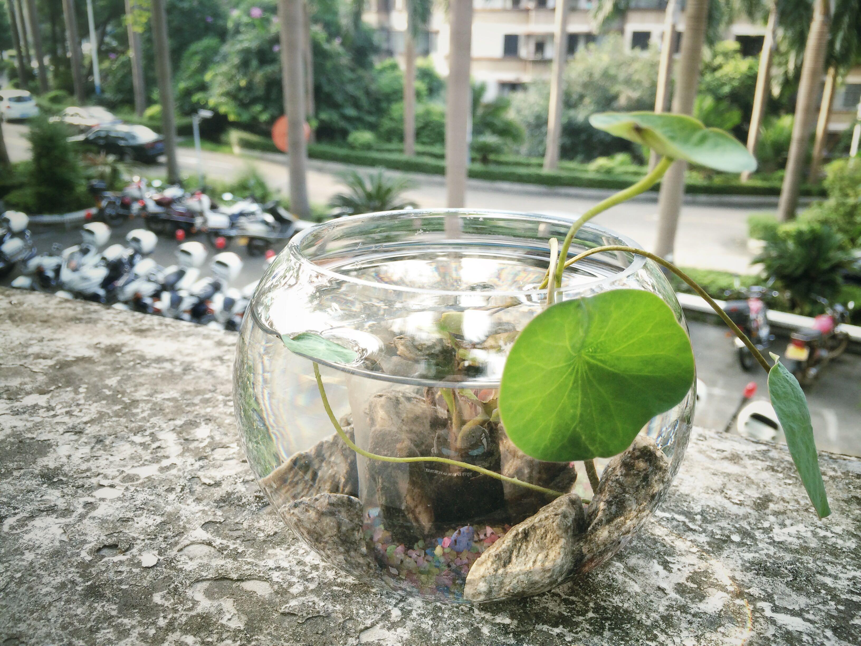 水培植物怎样养? - 植物种植