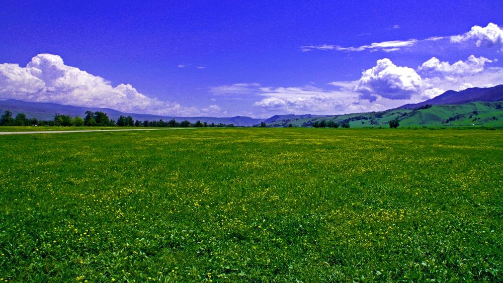 Жасыл жайлау. Жаз. Жер ?й фото. Шөп картинка. Жаз суреті фото.