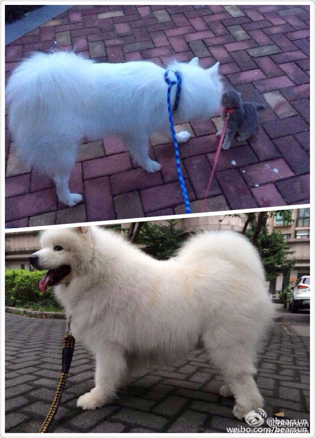 请问萨摩耶和银狐的区别
