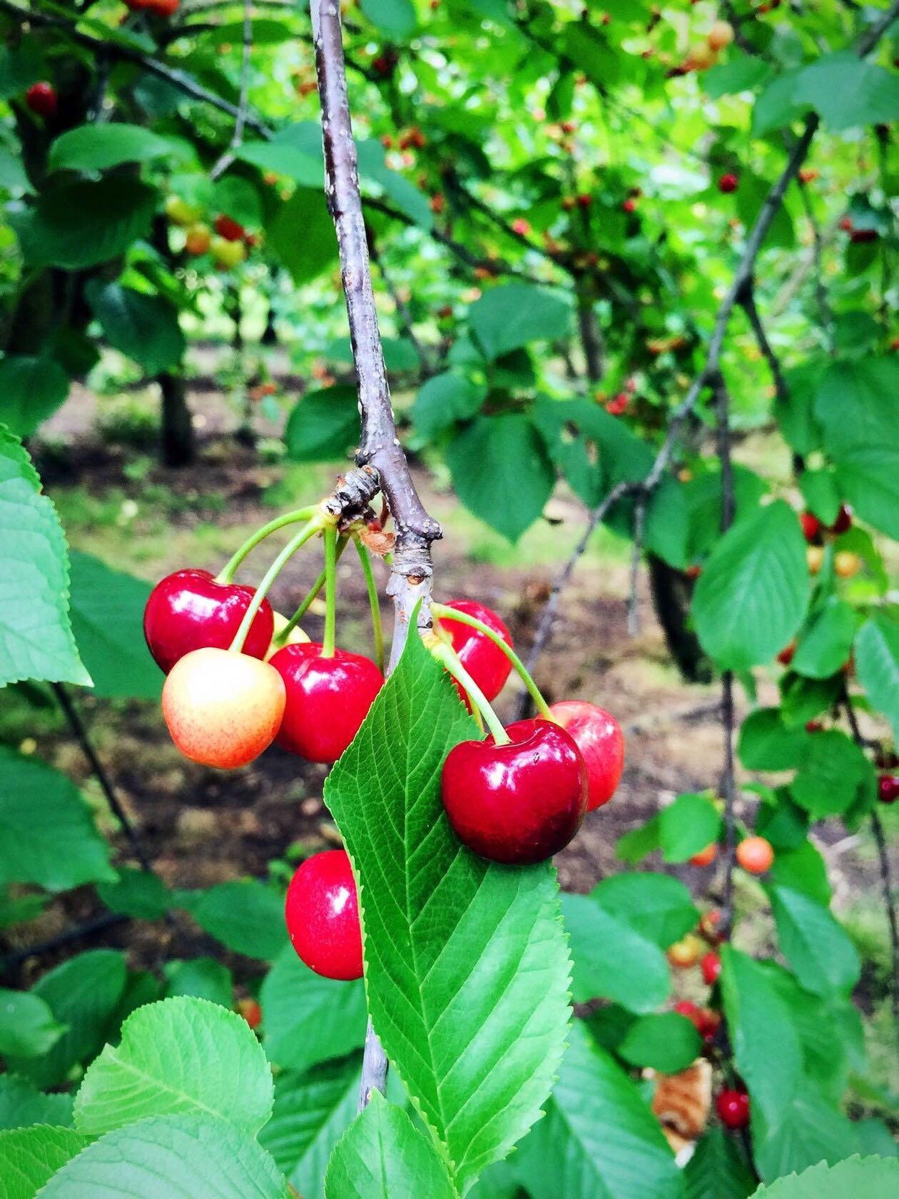 国内哪里产的樱桃最好吃?