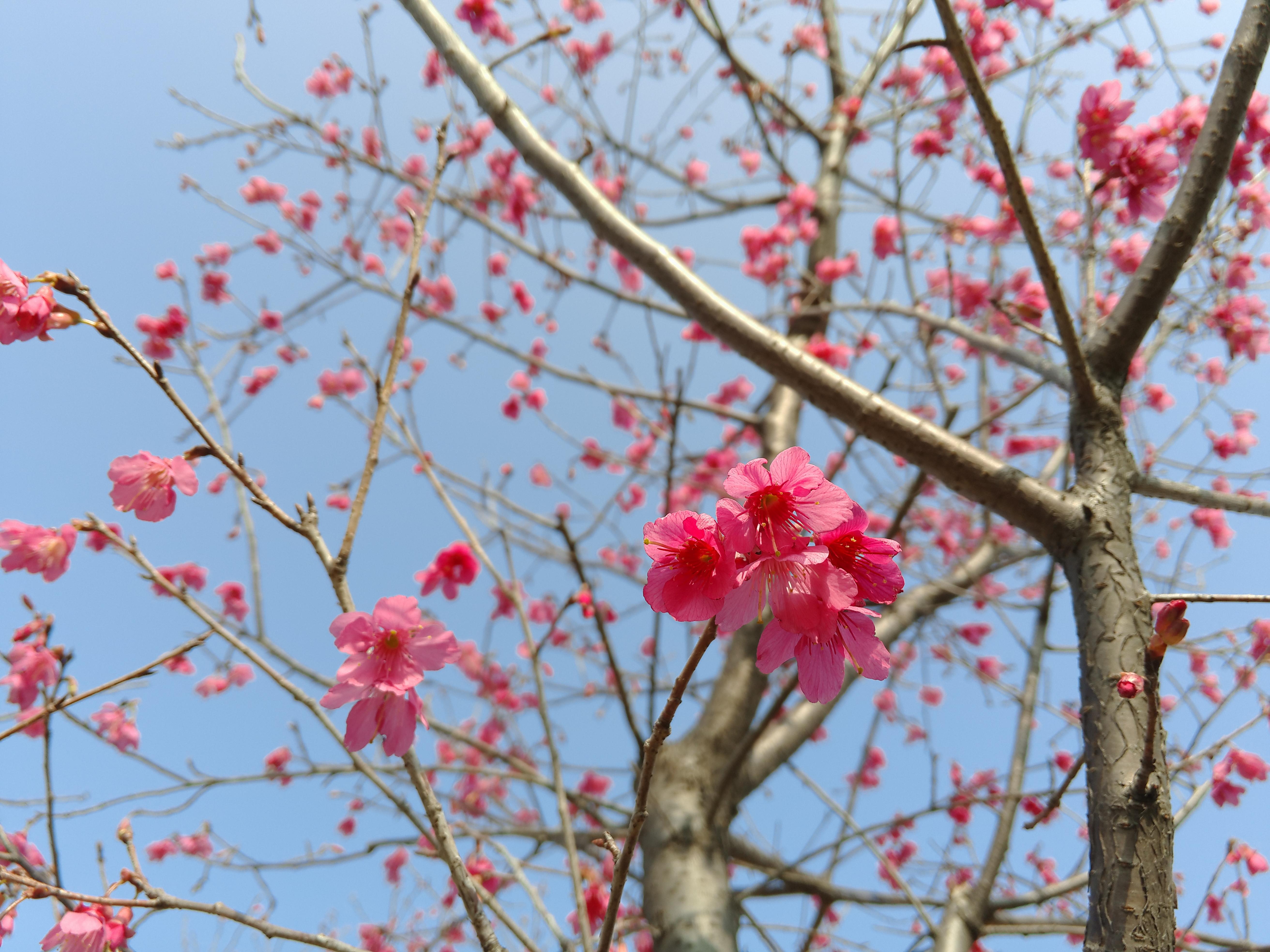广东珠三角地区可以种植樱花树吗? - 黄文鑫的