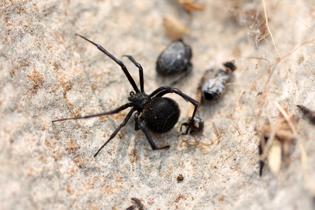 国内分布:新疆间斑寇蛛latrodectus tredecimguttatus(rossi 1790)