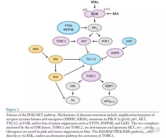 PI3K/Akt/mTOR信号通路和靶向药物 - 知乎