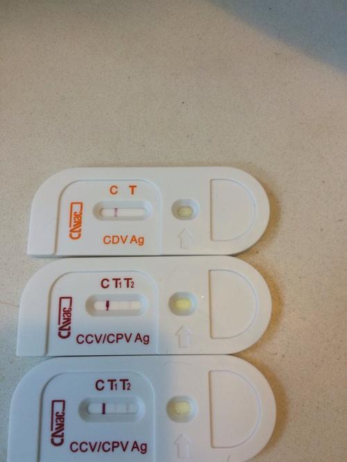 狗狗细小潜伏期需要去医院治吗? - 宠物 - 知乎